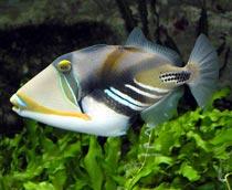 Triggerfish-B.jpg