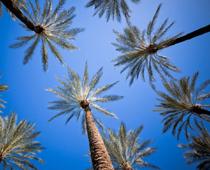 Trip-california-B.jpg