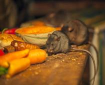 True-Mice-B.jpg