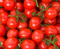 True-Tomato-B.jpg