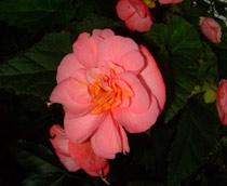 Tuberous-Begonia-B.jpg