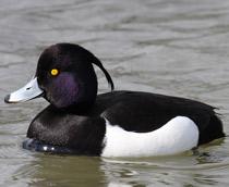 Tufted-Duck-B.jpg