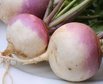 Turnip-B.jpg