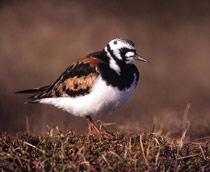 Turnstone-B.jpg