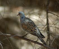 Turtle-Dove-B.jpg