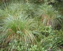 Tussock-Grass-B.jpg