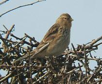 Twite-B.jpg
