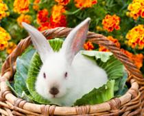 Veggie-cabbage-B.jpg