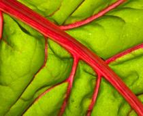 Veggie-chard-B.jpg
