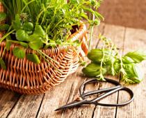 Veggie-watercress-B.jpg