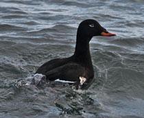 Velvet-Scoter-B.jpg