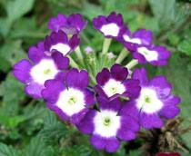 Verbena-B.jpg