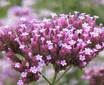 Vervain-B.jpg