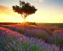 View-Lavender-B.jpg