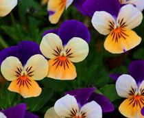 Viola-B.jpg