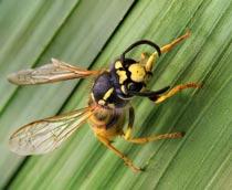 Wasp-B.jpg