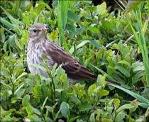 Water-Pipit-B.jpg