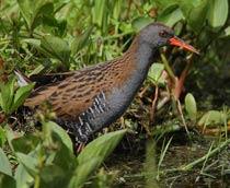Water-Rail-B.jpg