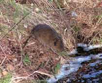 Water-Vole-B.jpg
