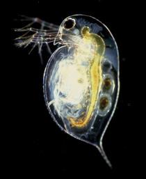 Water-flea-B.jpg
