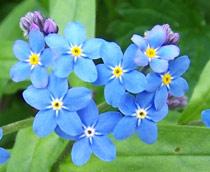 Water-forget-me-not-B.jpg
