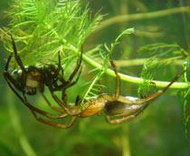 Water-spider-B.jpg