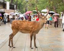 Way-Deer-B.jpg