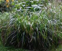 Weeping-Sedge-B.jpg