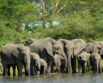 Were-Elephant-B.jpg