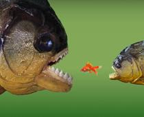 Were-Fish-B.jpg