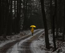 Were-Forest-B.jpg
