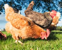 Were-Hen-B.jpg