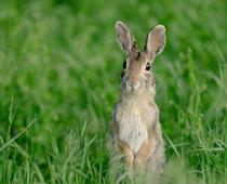 Were-Rabbit-B.jpg