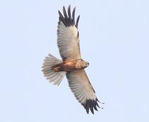 Western-Marsh-Harrier-B.jpg