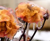 What-makes-plants-grow-10-s.jpg