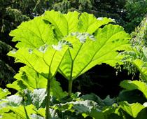 What-makes-plants-grow-2-s.jpg
