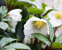 What-makes-plants-grow-3-s.jpg