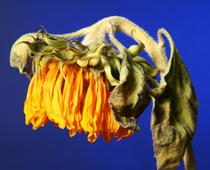 What-makes-plants-grow-6-s.jpg