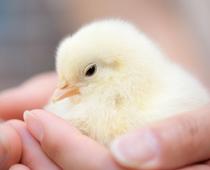 When-Animals-Grow-1-s.jpg