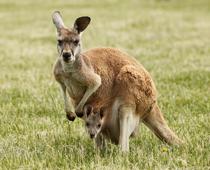 When-Animals-Grow-10-s.jpg