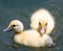 When-Animals-Grow-2-s.jpg