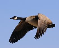When-Animals-Grow-3-s.jpg