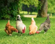 When-Animals-Grow-4-s.jpg