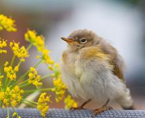 When-Animals-Grow-5-s.jpg