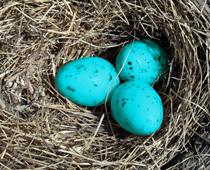 When-Animals-Grow-6-s.jpg