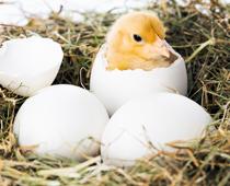 When-Animals-Grow-7-s.jpg