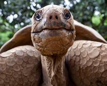 When-Animals-Grow-8-s.jpg
