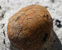When-Animals-Grow-9-s.jpg
