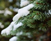 When-Trees-Grow-1-s.jpg