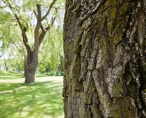 When-Trees-Grow-10-s.jpg